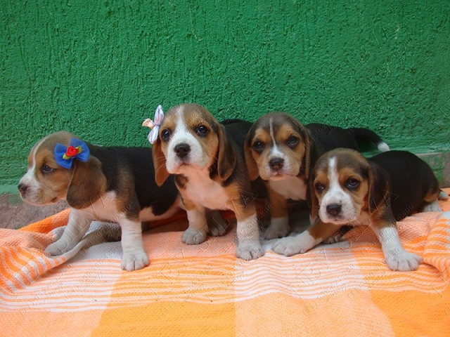 Filhotes de beagle tricolor 13p