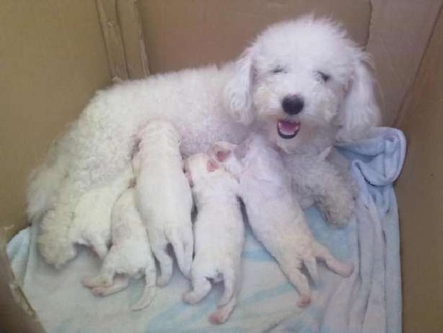 Filhotes de bichon freese